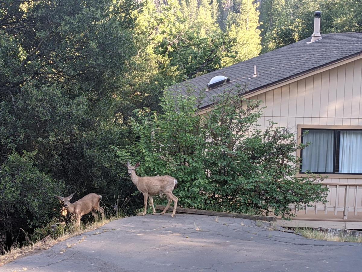 Yosemite Haven @ Pine Mountain Lake. Dog Friendly! Groveland Εξωτερικό φωτογραφία